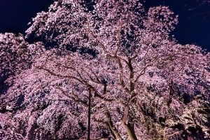 Japón, mejor destino para viajar en primavera